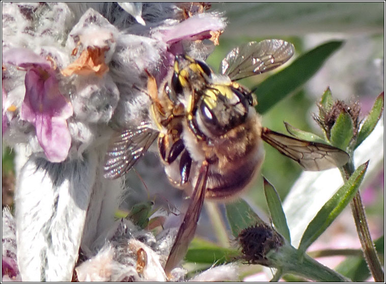 Anthidium manicatum, Wool Carder Bee