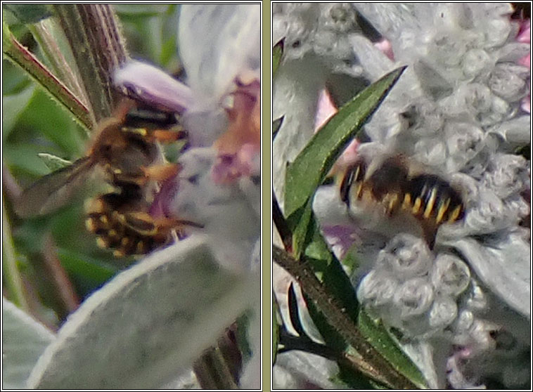 Anthidium manicatum, Wool Carder Bee