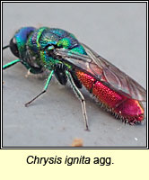 Chrysis ignita agg