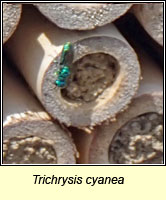 Trichrysis cyanea