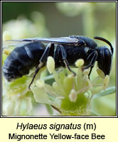 Hylaeus signatus, Mignonette Yellow-face Bee