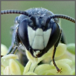 Hylaeus signatus, Mignonette Yellow-face Bee