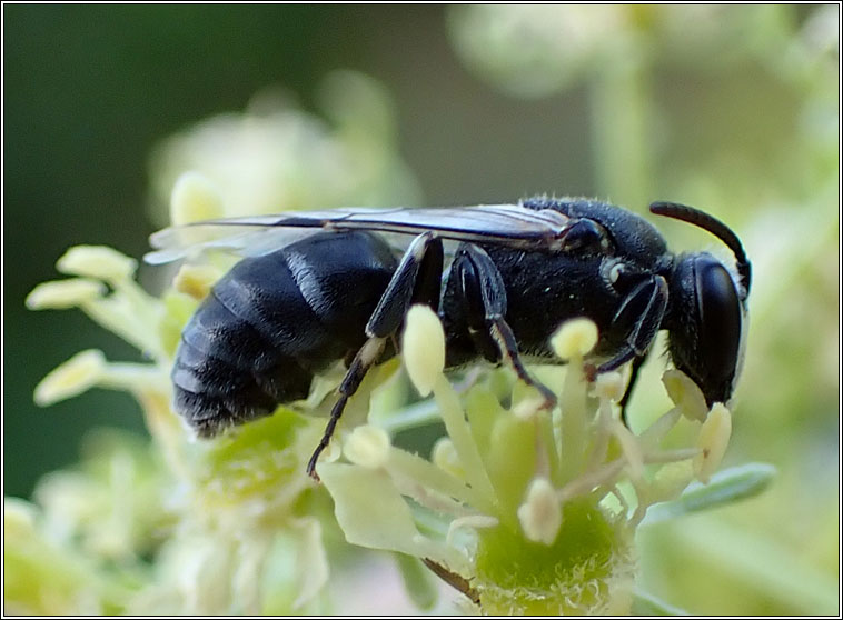 Hylaeus signatus, Mignonette Yellow-face Bee