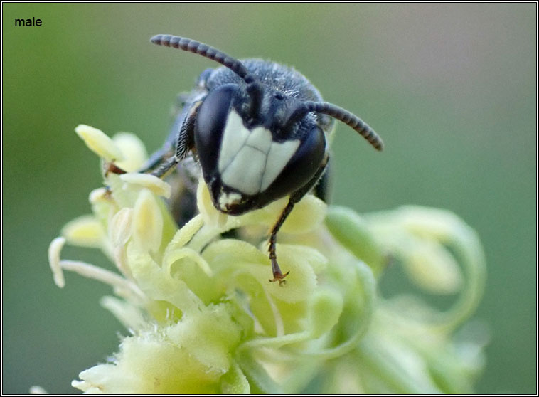 Hylaeus signatus, Mignonette Yellow-face Bee