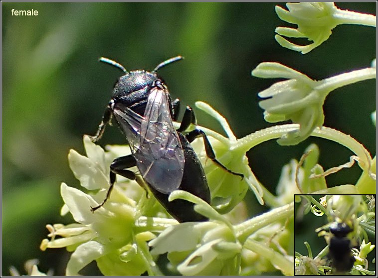 Hylaeus signatus, Mignonette Yellow-face Bee