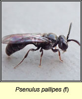 Psenulus pallipes