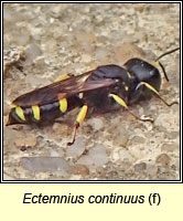 Ectemnius continuus