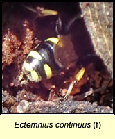 Ectemnius continuus