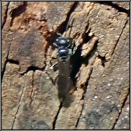 Passaloecus sp Q