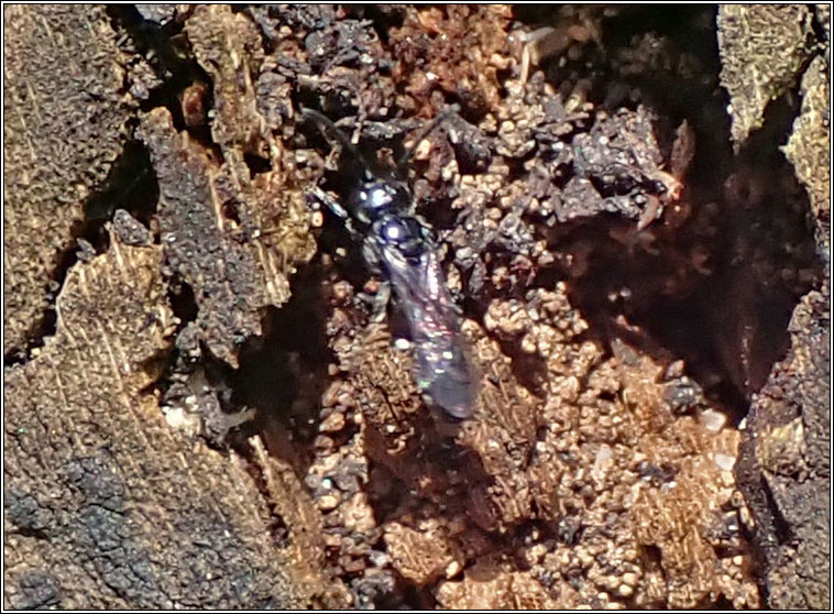 Passaloecus sp Q