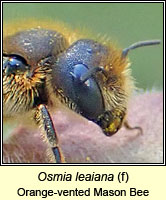 Osmia leaiana, Orange-vented Mason Bee