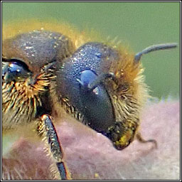 Osmia leaiana, Orange-vented Mason Bee