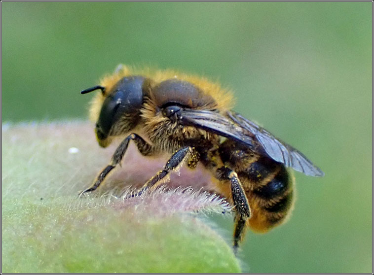 Osmia leaiana, Orange-vented Mason Bee