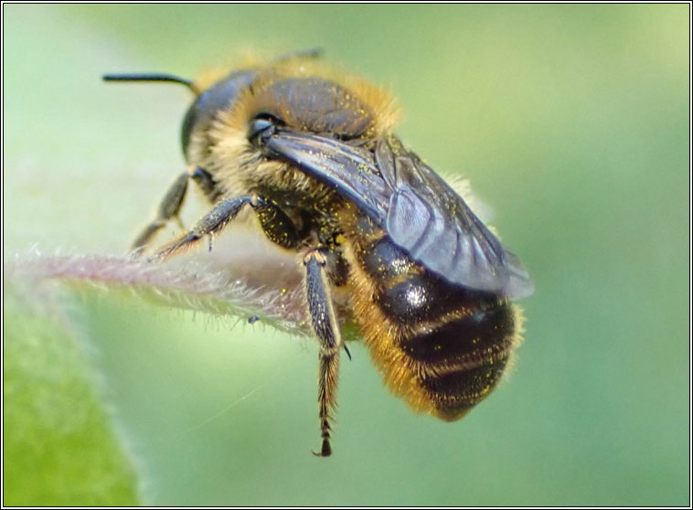 Osmia leaiana, Orange-vented Mason Bee