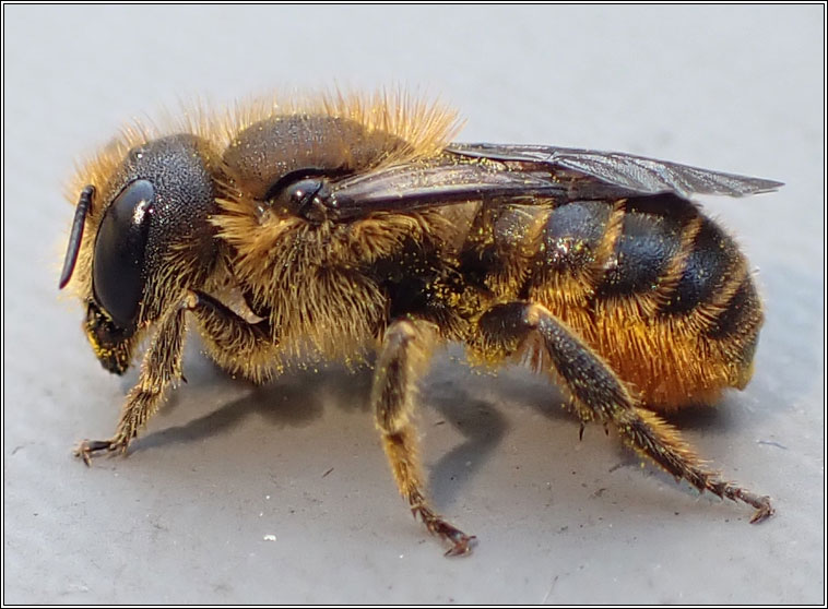 Osmia leaiana, Orange-vented Mason Bee