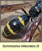 Symmorphus bifasciatus