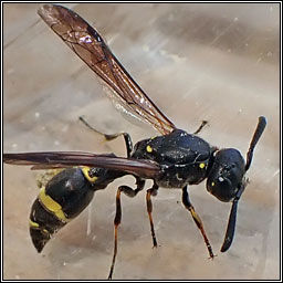 Symmorphus bifasciatus