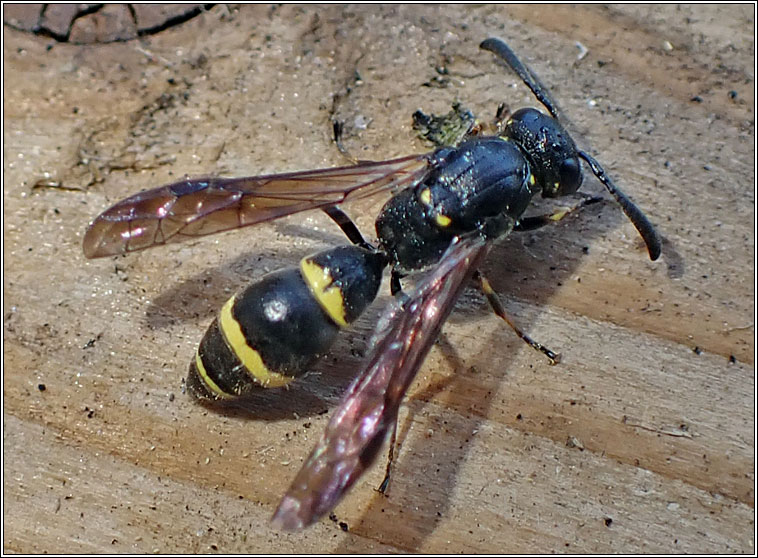 Symmorphus bifasciatus