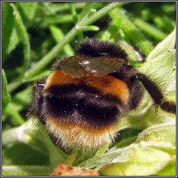 Buff-tailed Bumblebee, Bombus terrestris