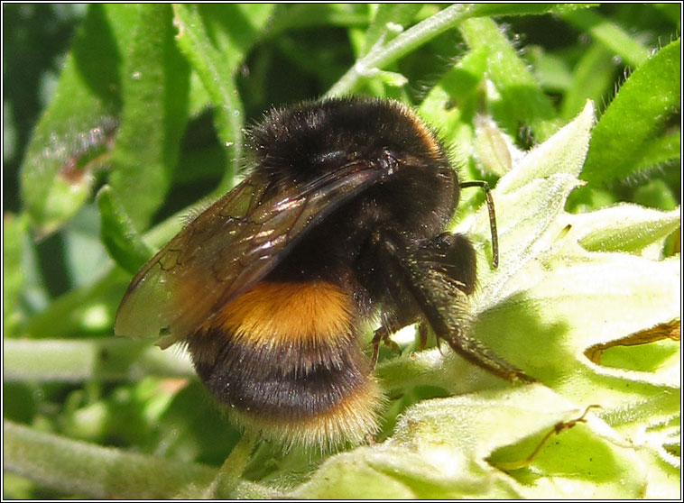 Buff-tailed Bumblebee, Bombus terrestris