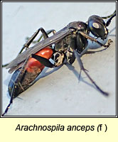 Arachnospila anceps