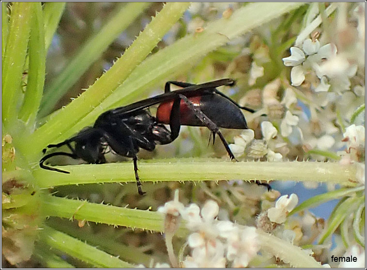 Arachnospila anceps