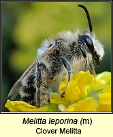 Melitta leporina, Clover Melitta