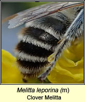 Melitta leporina, Clover Melitta