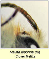 Melitta leporina, Clover Melitta