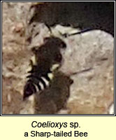 Coelioxys sp