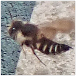 Coelioxys sp, a Sharp-tailed Bee