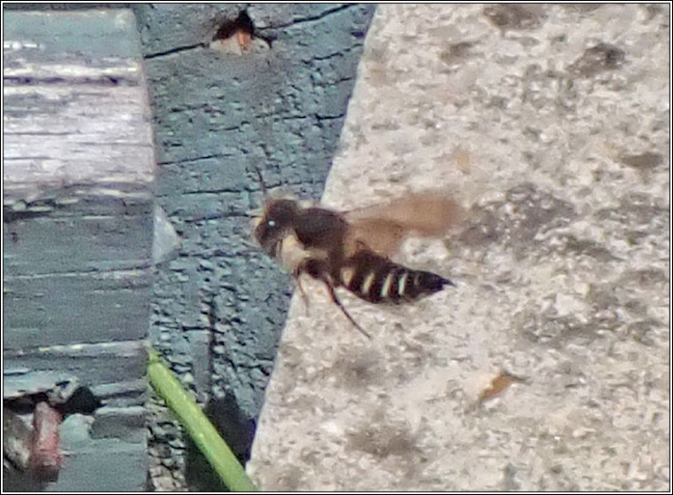 Coelioxys sp, a Sharp-tailed Bee