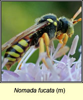 Nomada fucata