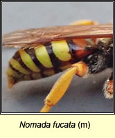 Nomada fucata