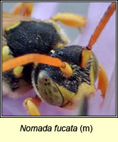 Nomada fucata