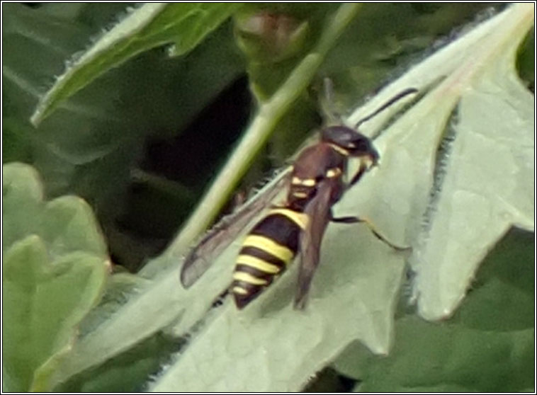 Ancistrocerus parietum Q