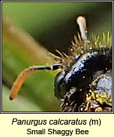 Panurgus calcaratus, Small Shaggy Bee