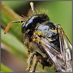 Panurgus calcaratus, Small Shaggy Bee