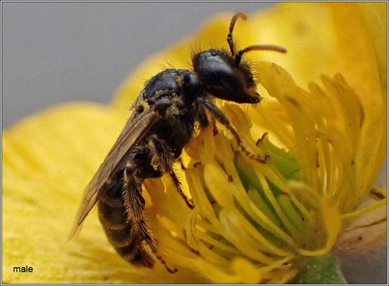 Panurgus calcaratus, Small Shaggy Bee