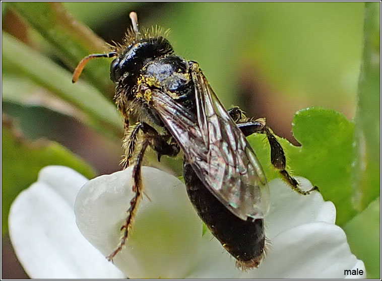 Panurgus calcaratus, Small Shaggy Bee