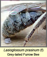 Lasioglossum prasinum, Grey-tailed Furrow Bee