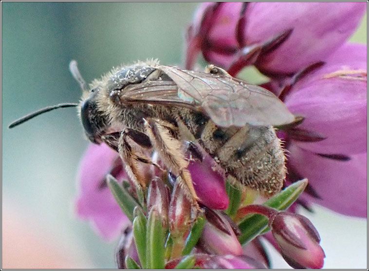 Lasioglossum prasinum, Grey-tailed Furrow Bee