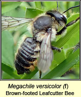 Megachile versicolor, Brown-footed Leafcutter Bee