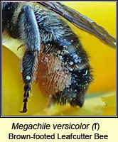 Megachile versicolor, Brown-footed Leafcutter Bee