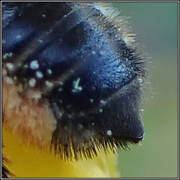 Megachile versicolor, Brown-footed Leafcutter Bee