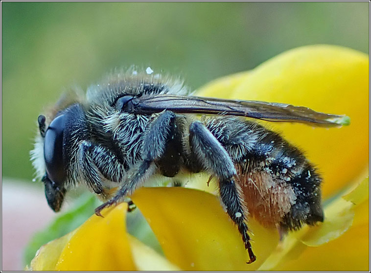 Megachile versicolor, Brown-footed Leafcutter Bee