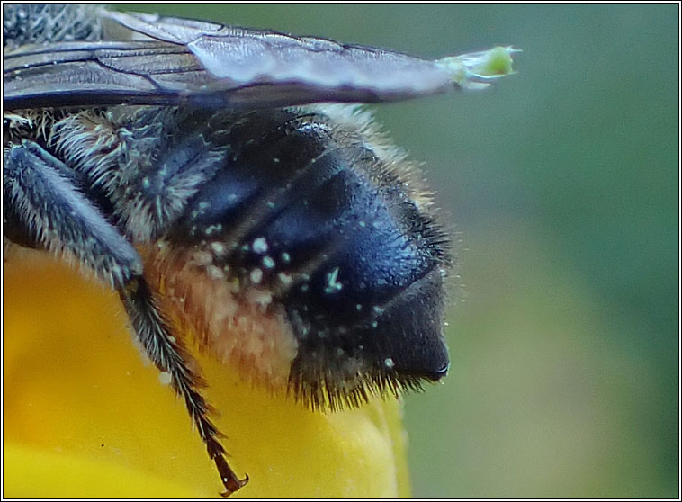 Megachile versicolor, Brown-footed Leafcutter Bee