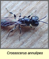 Crossocerus annulipes