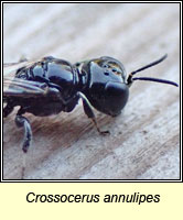 Crossocerus annulipes