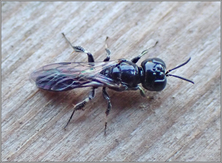 Crossocerus annulipes